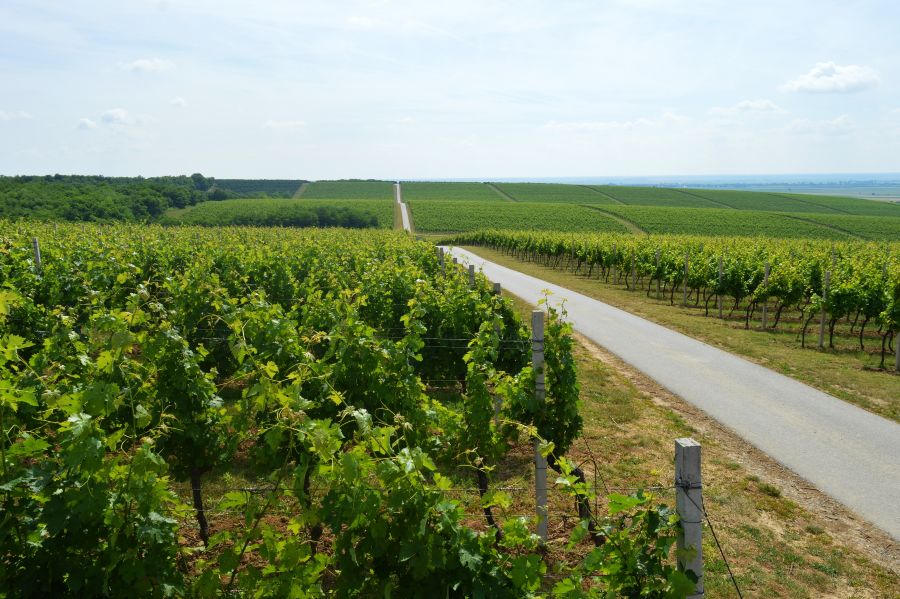 Vina Belje 2